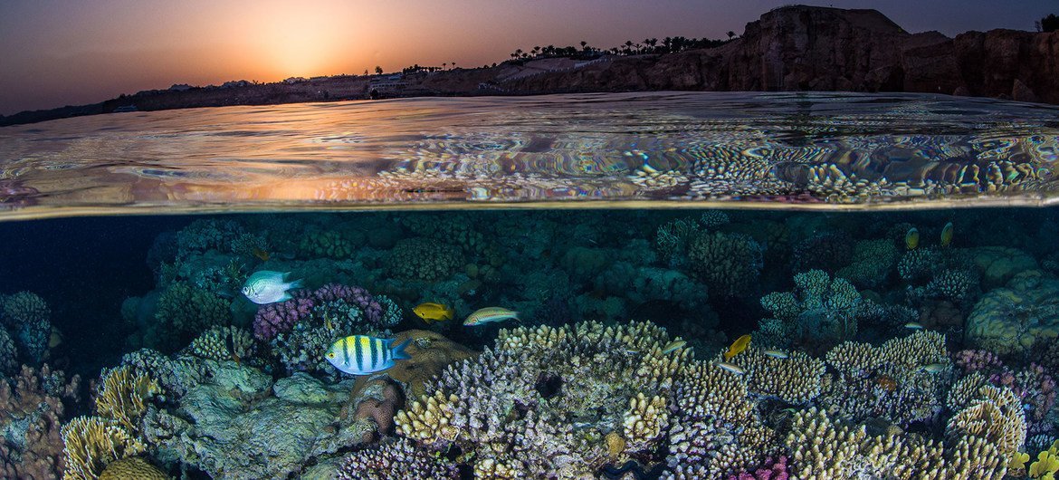 International Day for Biological Diversity