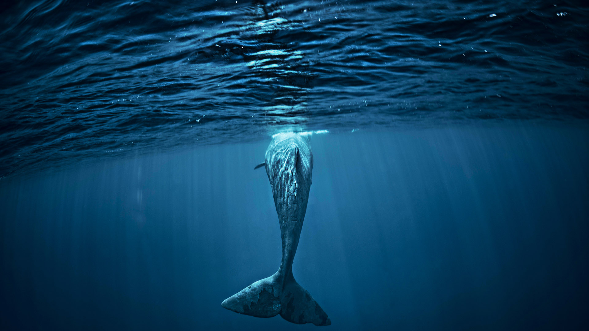 World Ocean Day